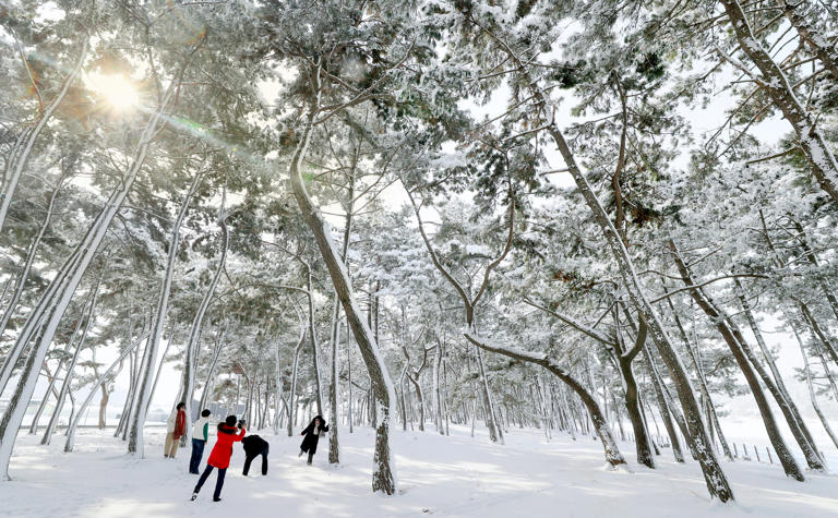 On the 11th, scenic snow views unfold in a pine forest at Doripo Beach in Muan County, Jeollanam-do. Outing visitors create memories in the snow. /Photo by Kim Young-geun