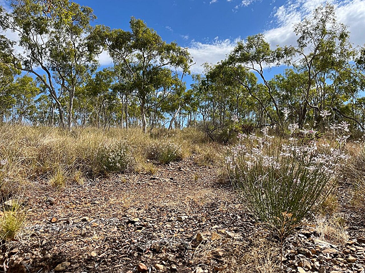 Rare plant thought extinct rediscovered by citizen scientist in remote ...