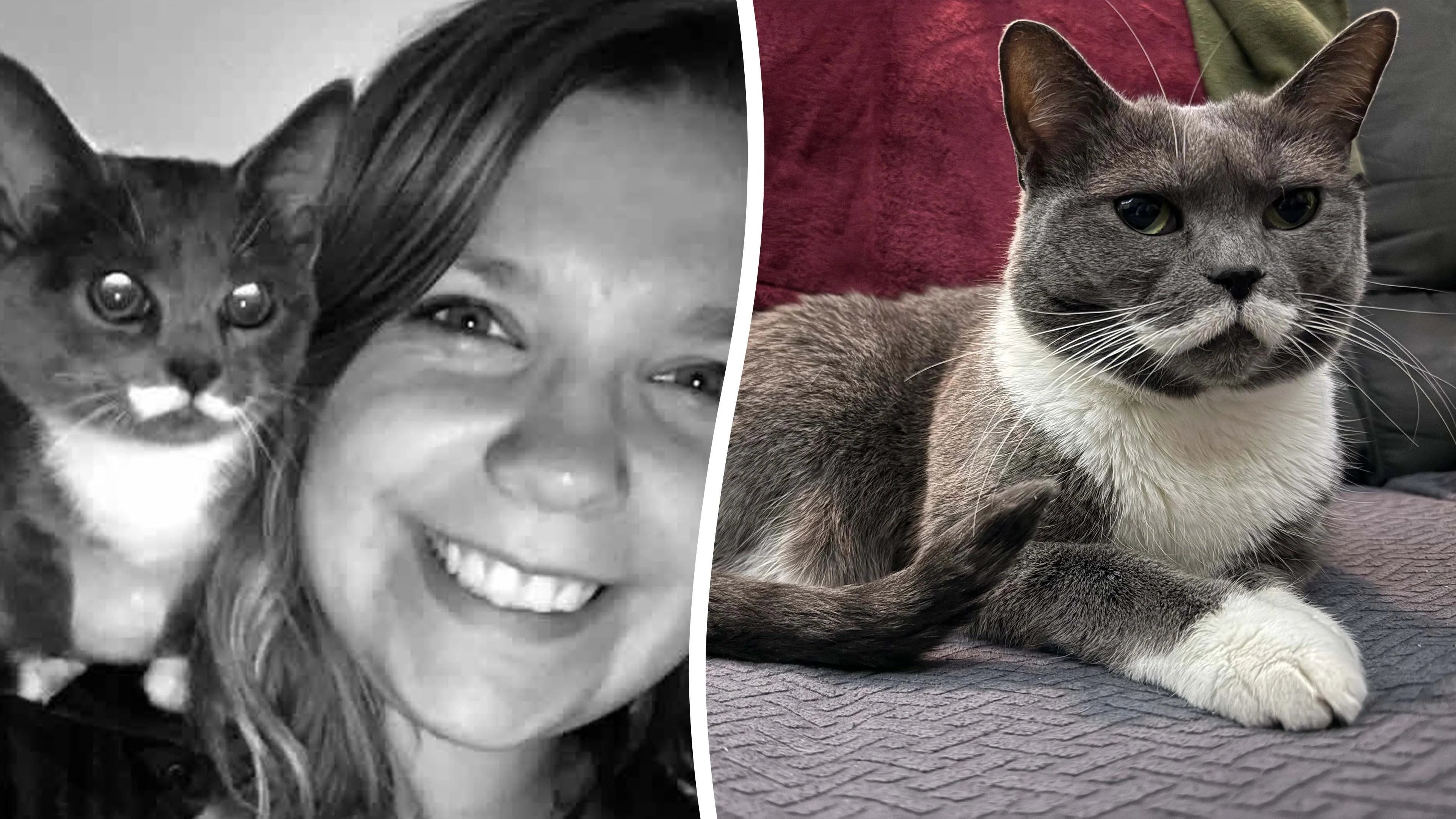 Cat missing for four years reunited with her owner
