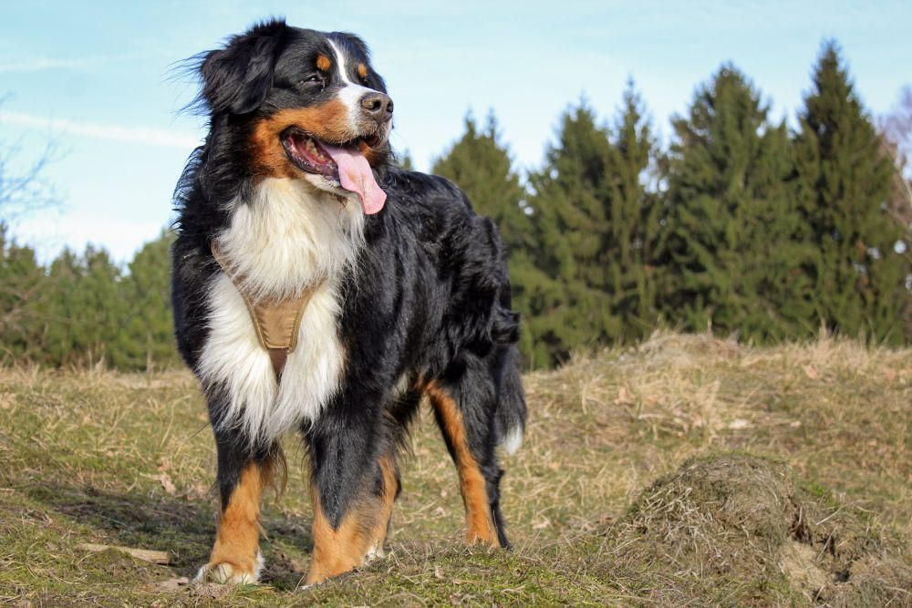 4 Fakta Ilmiah Mengenai Kemampuan Navigasi Anjing