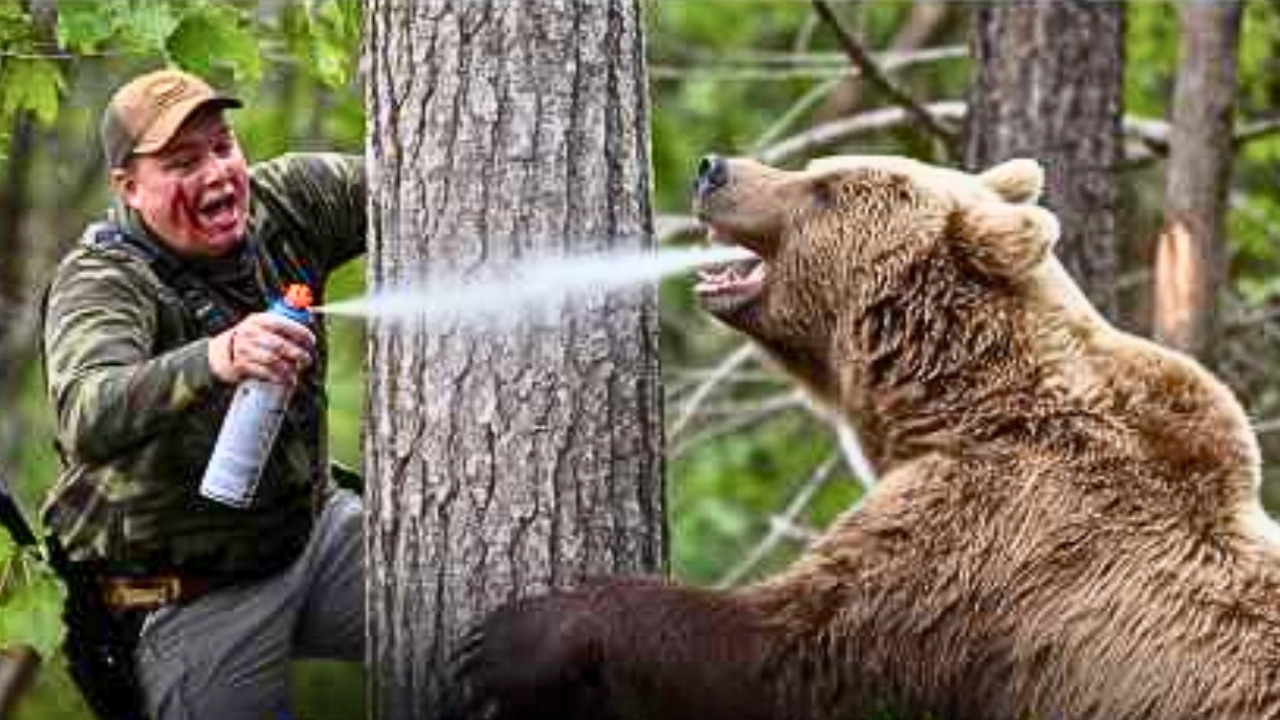 Where hunters are most likely to run into large predators