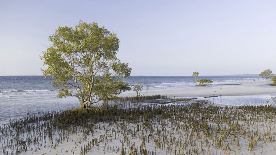 Body of Canadian woman, 19, found surrounded by dingoes on Australian island<br>