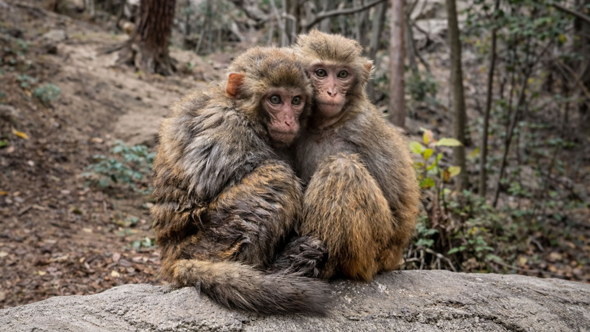 Cute monkey brothers can't be separated