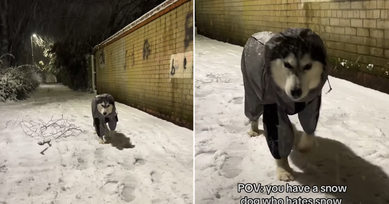 Video shows 'Snow Dog' not entirely pleased with the snowfall