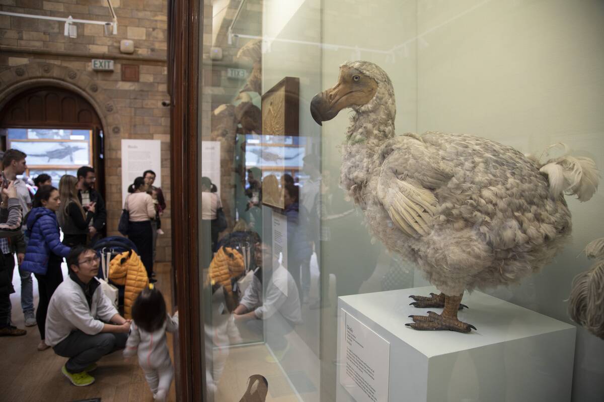 The science and obstacles behind reviving extinct species