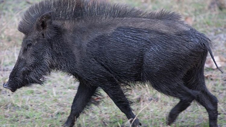 ASF outbreak: Wild boars found dead in Mizoram