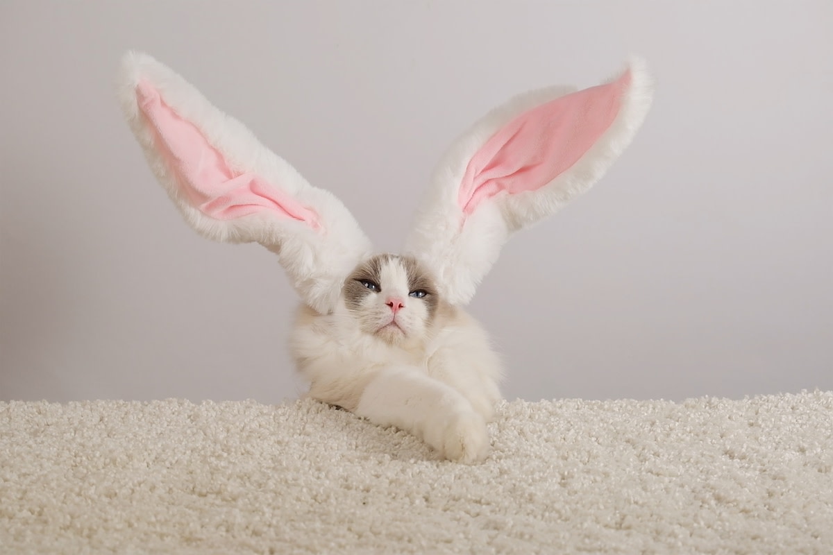 Cat named 'Bunny' legit has rabbit feet and we can't unsee it
