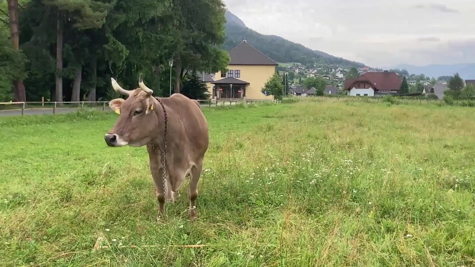 Kuh Veronika ist schlauer als gedacht