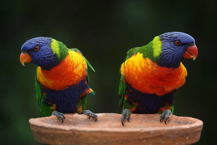 37 odd animal behaviors that are as weird as they are impressive