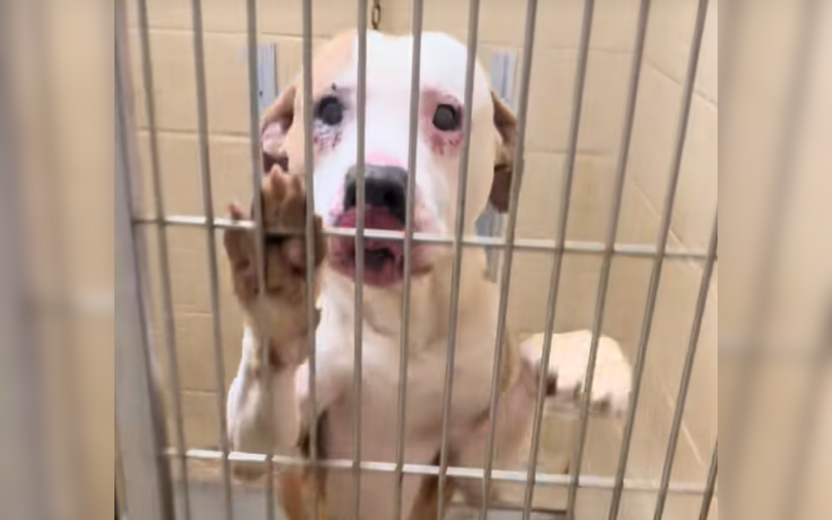 Staff thought shelter dog was blind when he arrived, then the truth emerged<br><br>