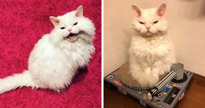Viral cat whose facial expressions make her look like she’s always ...