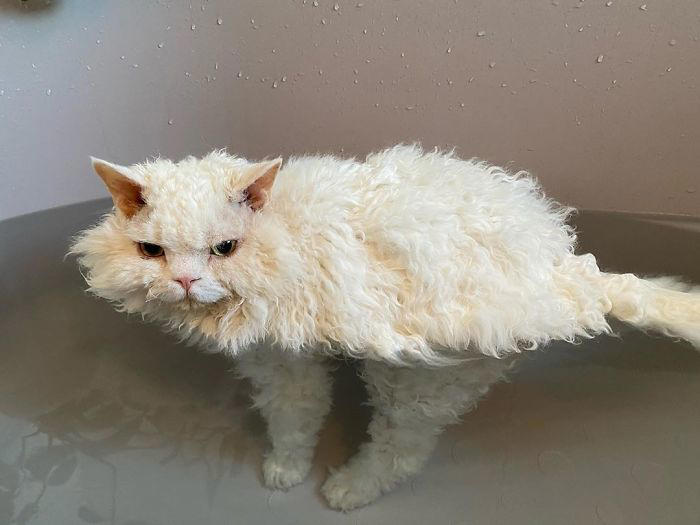 Viral cat whose facial expressions make her look like she’s always ...