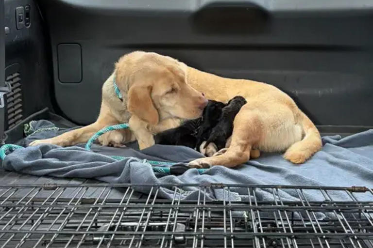 Rescuers save mom dog and her 7 puppies left chained up in rising ...