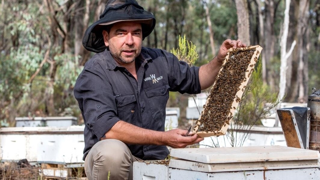Victorian bushfires squeeze beekeeper access to high-quality trees for ...