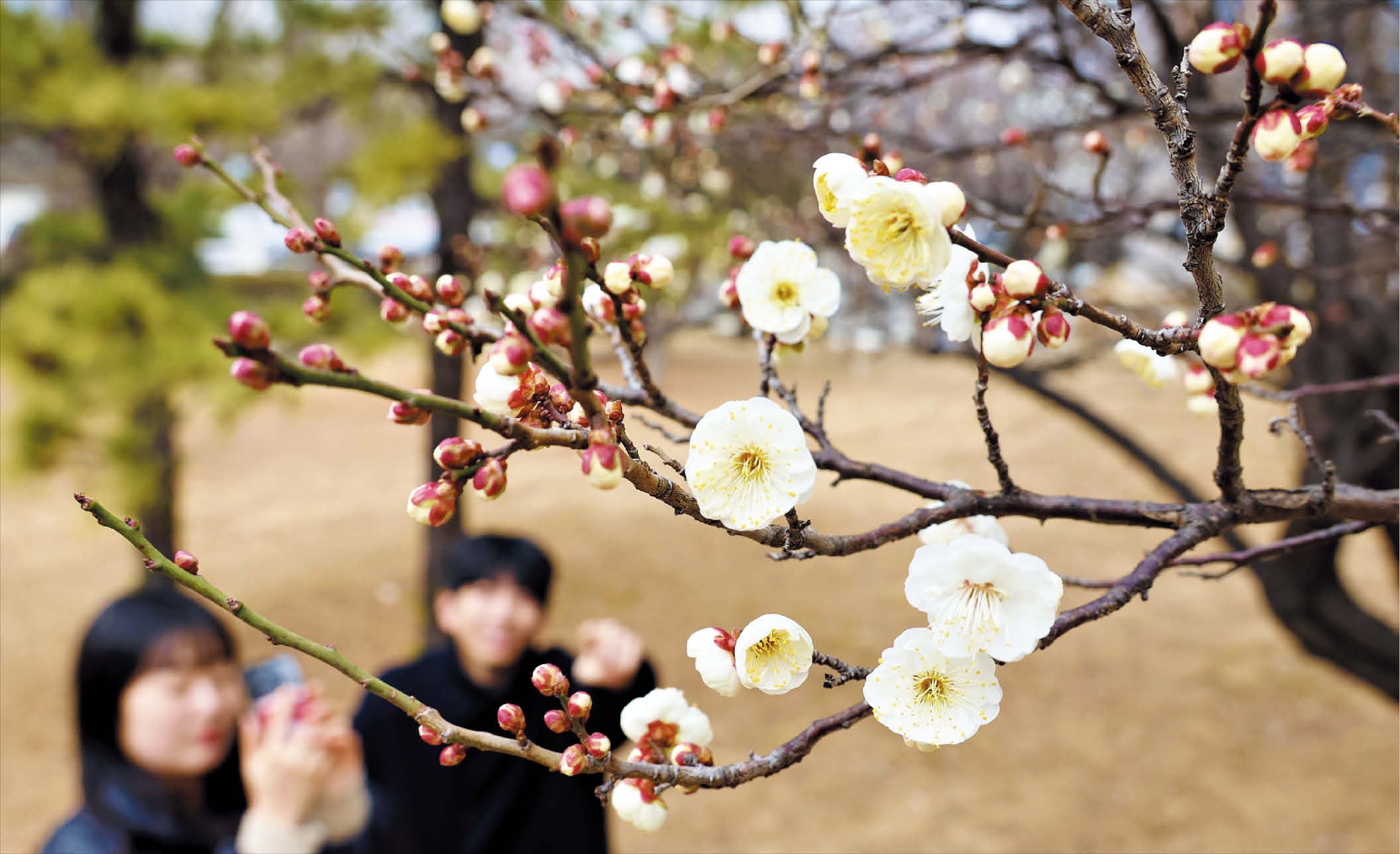 Busan students snap early-blooming plum blossoms