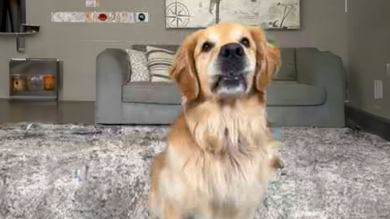 Caught my dog filming a video: What happened next?