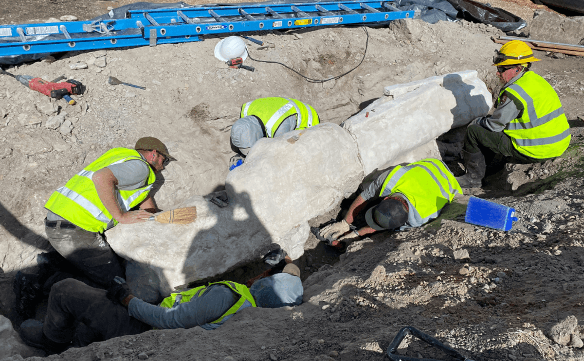 Massive fossils unearthed in first excavation at Dinosaur National ...