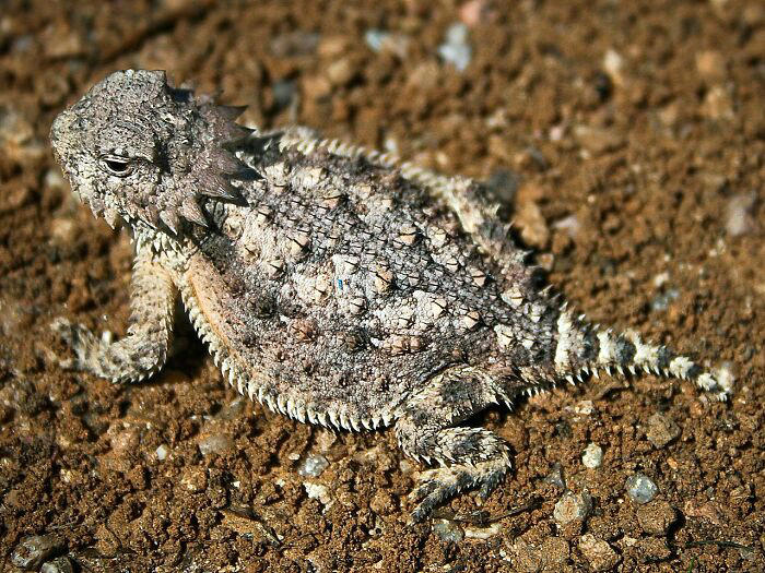 37 odd animal behaviors that are as weird as they are impressive