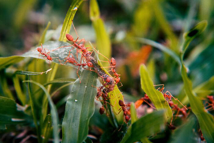 37 odd animal behaviors that are as weird as they are impressive