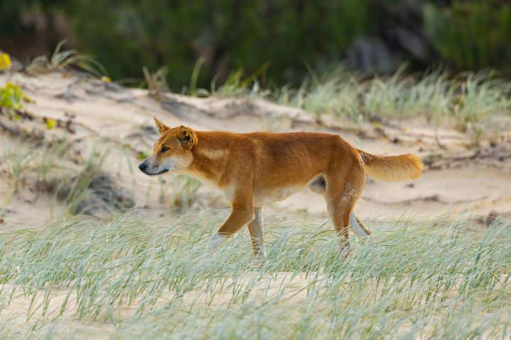 Canadian woman found dead in Australia surrounded by dingoes identified