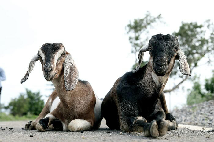 37 odd animal behaviors that are as weird as they are impressive