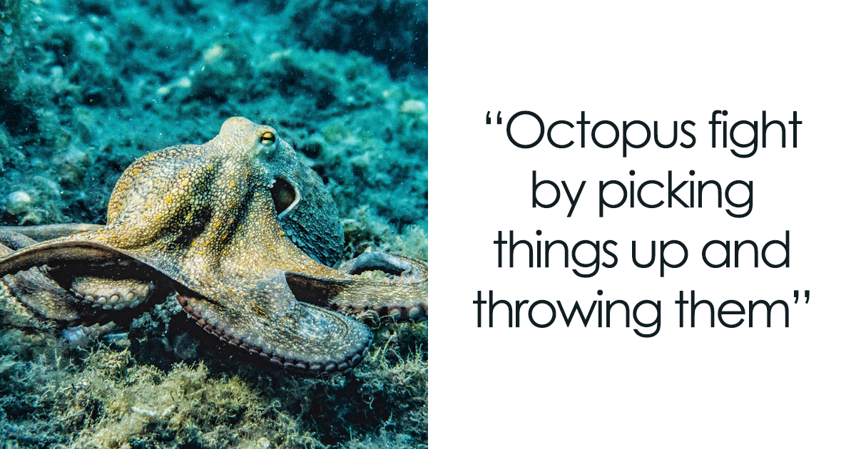 37 odd animal behaviors that are as weird as they are impressive