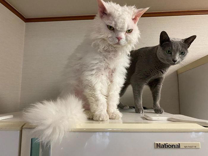 Viral cat whose facial expressions make her look like she’s always ...