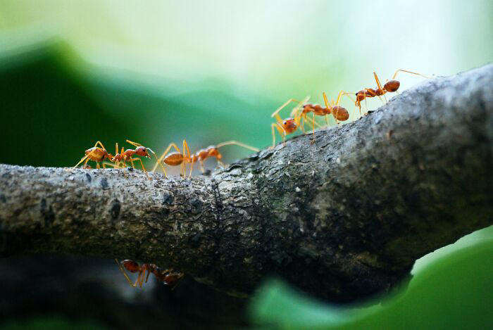 37 odd animal behaviors that are as weird as they are impressive