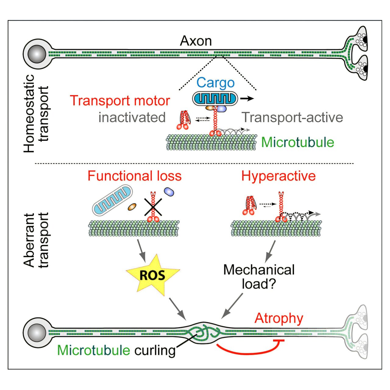 Motor protein discovery in fruit flies may unlock neurodegenerative secrets
