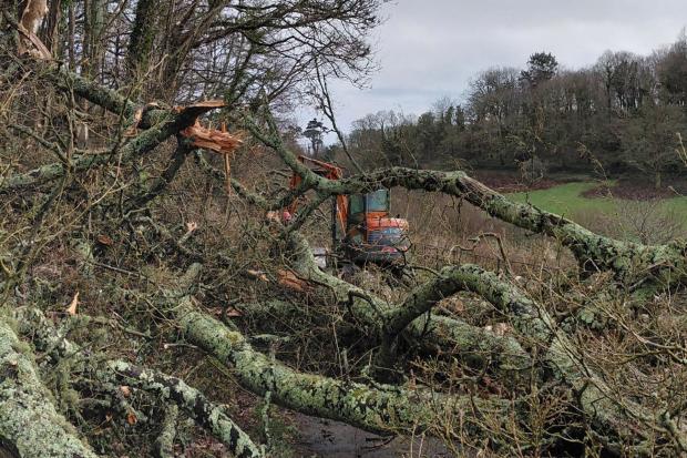 Popular woodland walk reopens after Storm Goretti damage in Cornwall