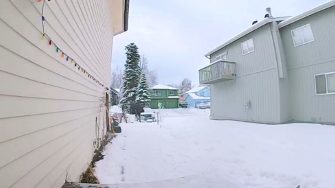Unexpected moose encounter in Anchorage, Alaska, USA