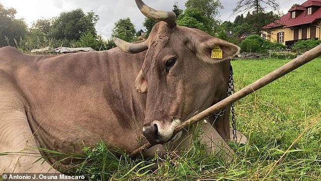 The Swiss brown cow from the Austrian village of Carinthia shocked researchers with the first documented case of a cow working out how to scratch themselves with a stick
