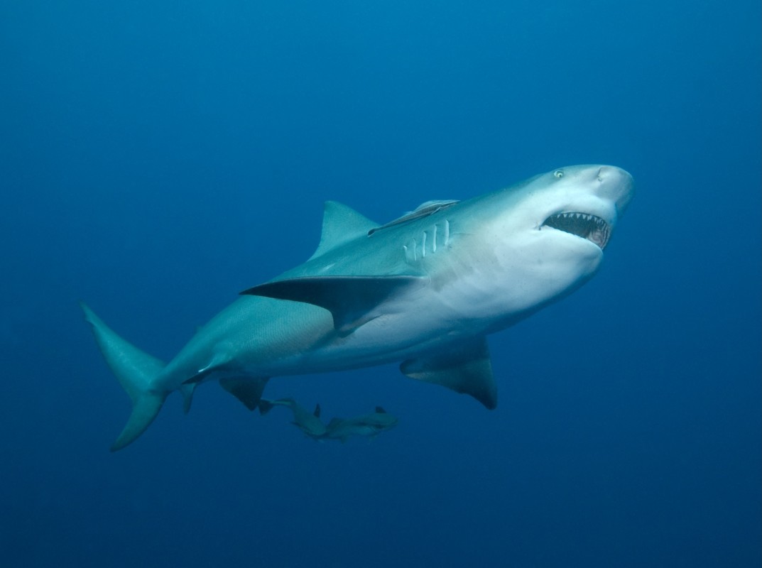 Shark rampage continues in Australia: Fourth surfer attacked in 48 hours