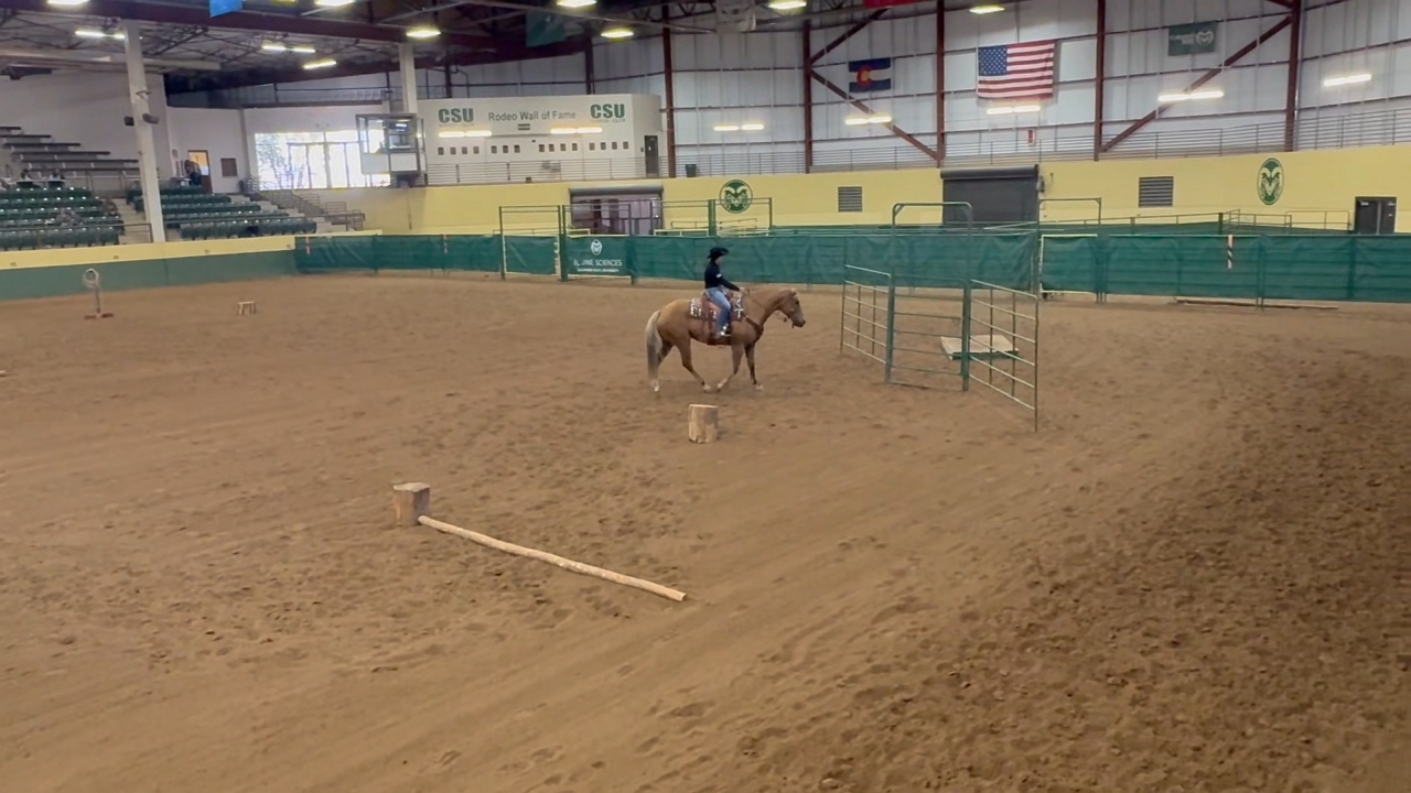 Horse riding training mishap in Fort Collins, Colorado, USA