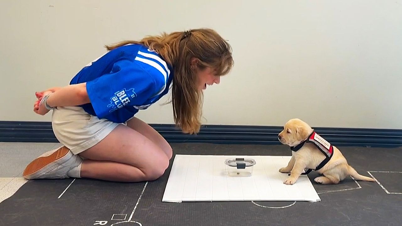 犬と人の関係はまだ進化する――人の身振りを学び言葉を使わない意思疎通へ