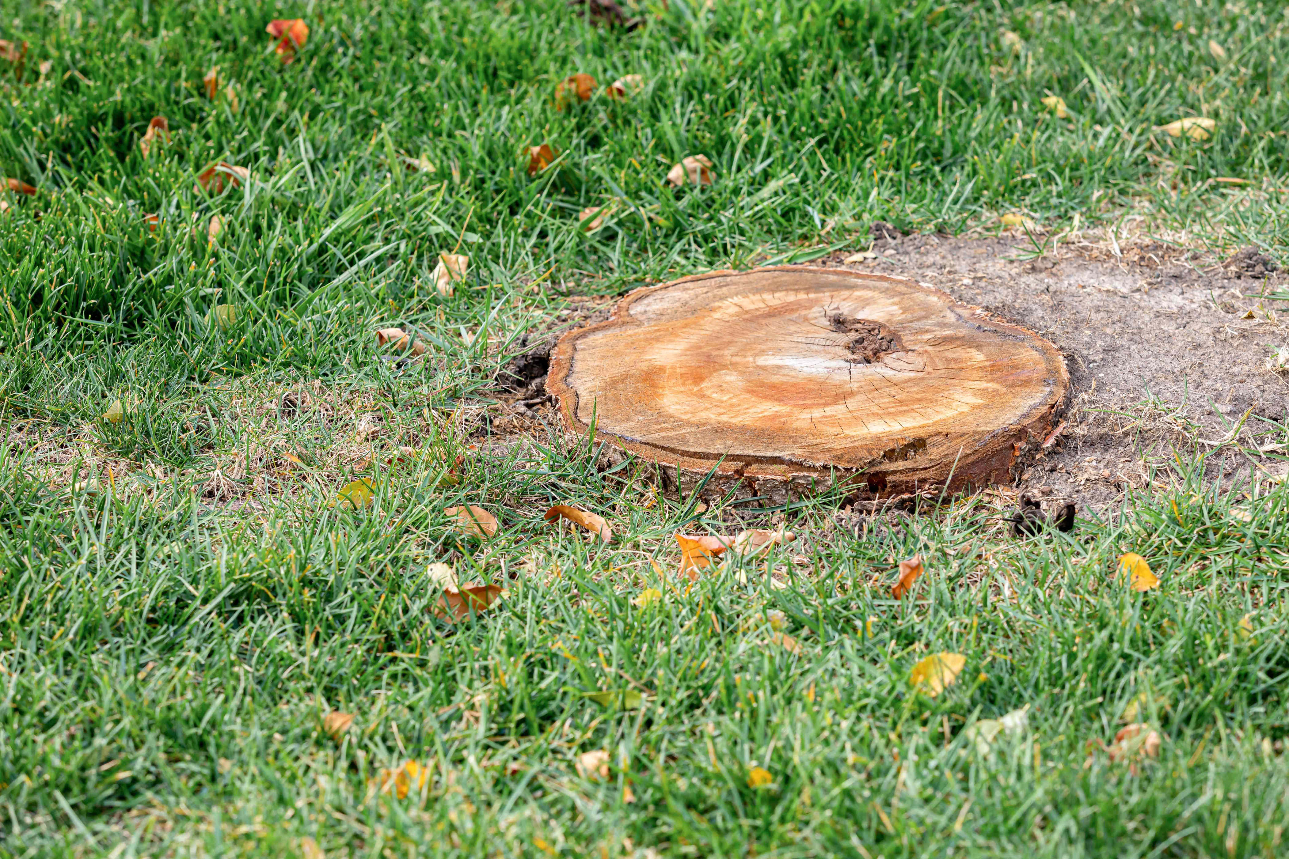 Tree stump in yard