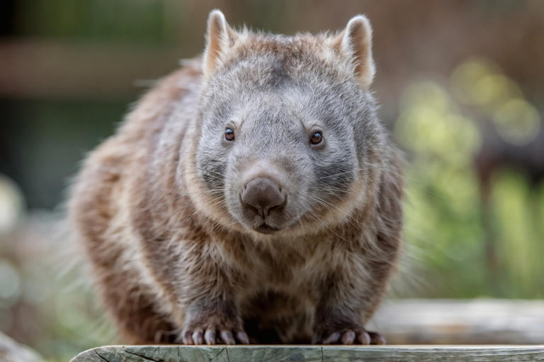 Wombat with the zoomies delights lucky visitors at Australia Zoo