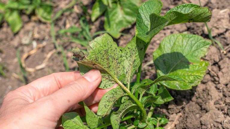 Skip dangerous pesticides - reach for this pantry staple instead