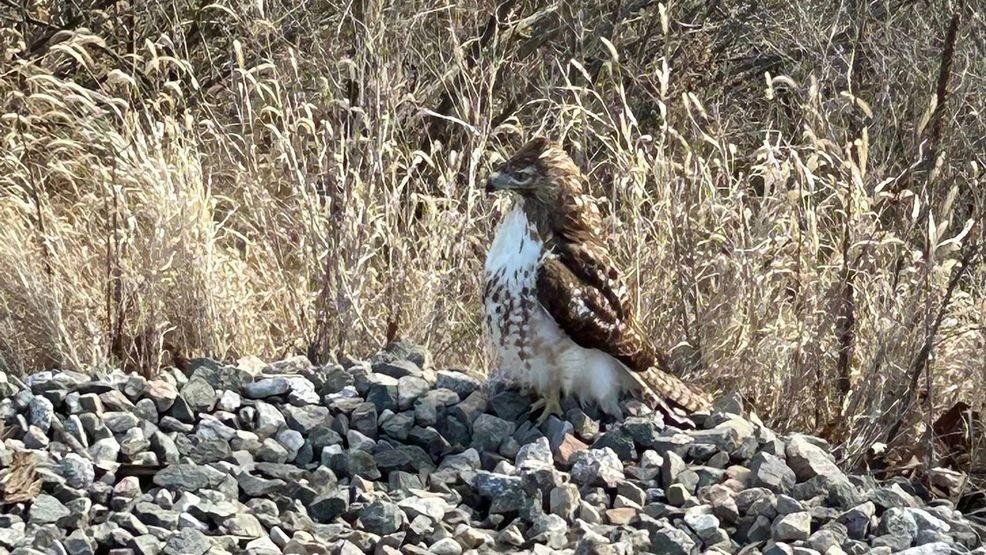 Local police department helps capture, rescue injured hawk found by ...