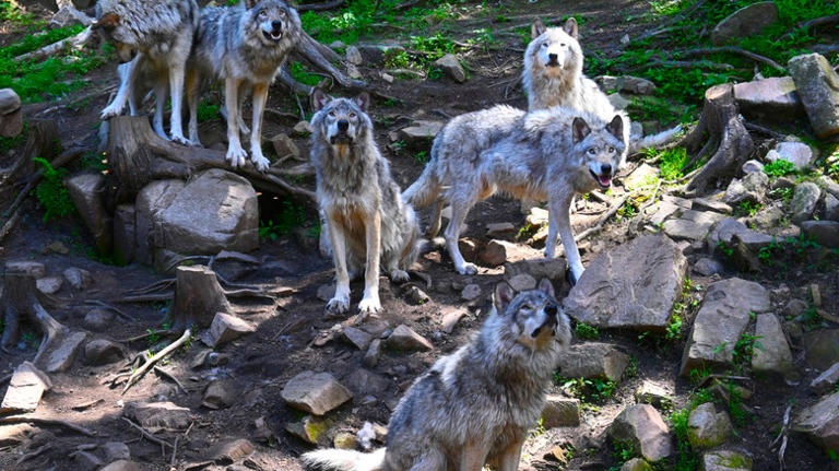 Near Colorado Springs is a high-country wildlife sanctuary offering up ...