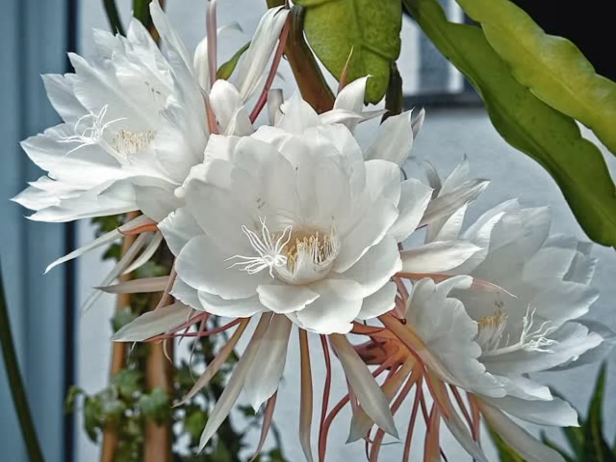Dama da noite: a flor que se revela por uma única noite e murcha ao ...