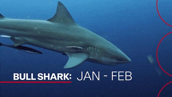 Sydney just witnessed three shark encounters in two days, leaving many scared to even enter the water.