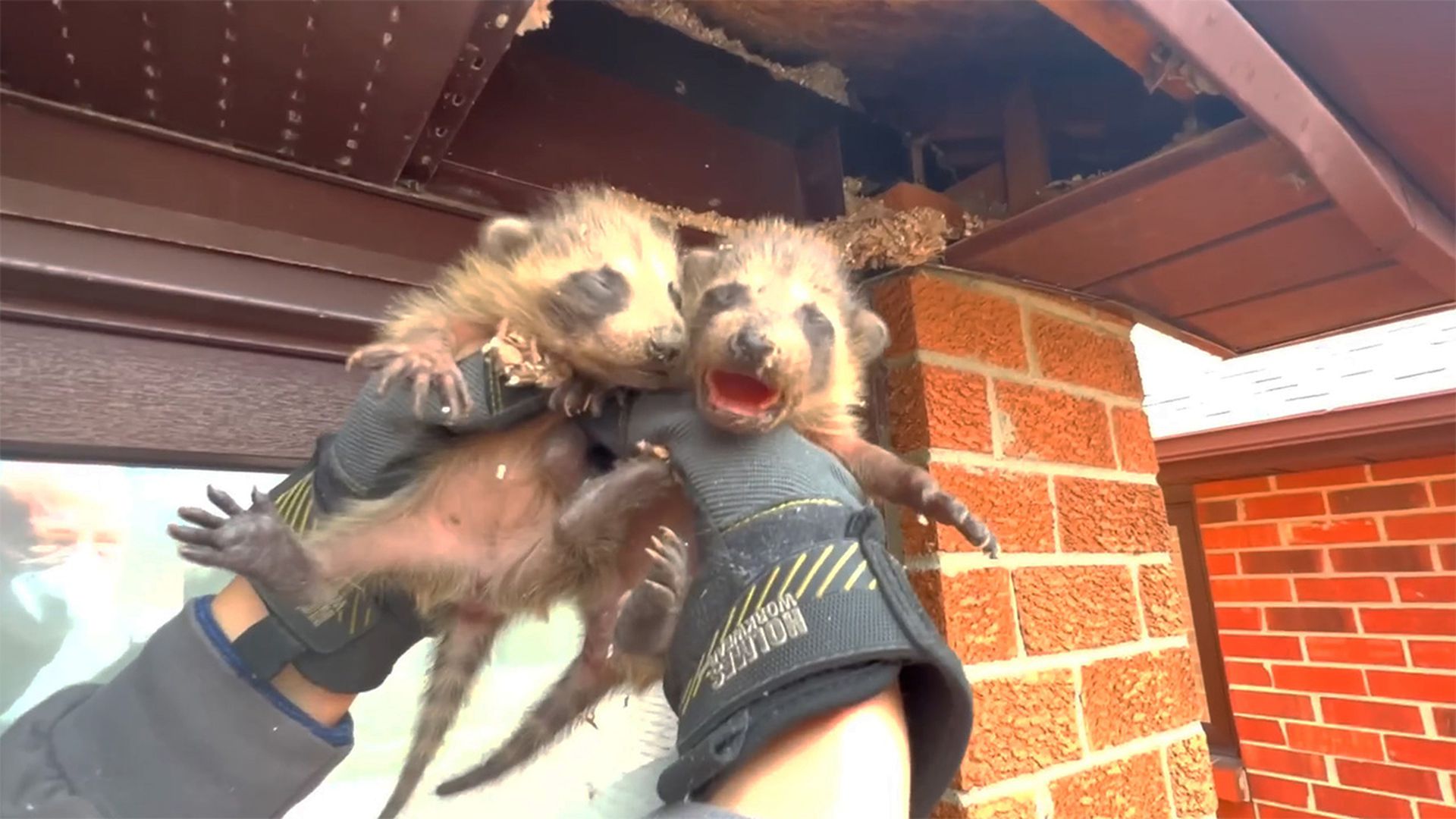 Clever mama raccoon sends rescuers on a goose chase