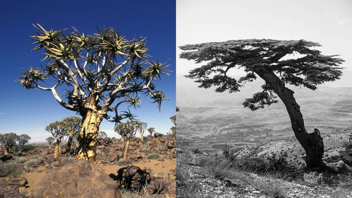 Trees older than recorded civilization