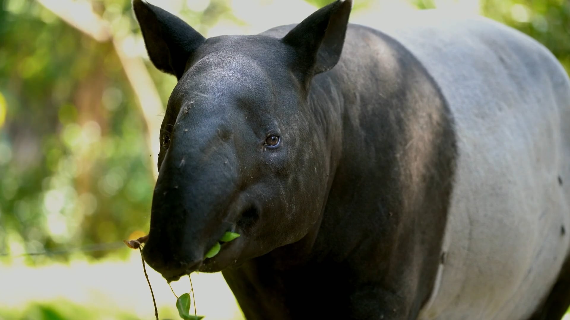 バク：絶滅の危機に瀕する種を間近で観察