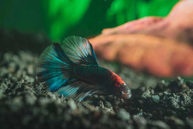 Why Betta Fish Is The Most Intelligent Aquarium Fish