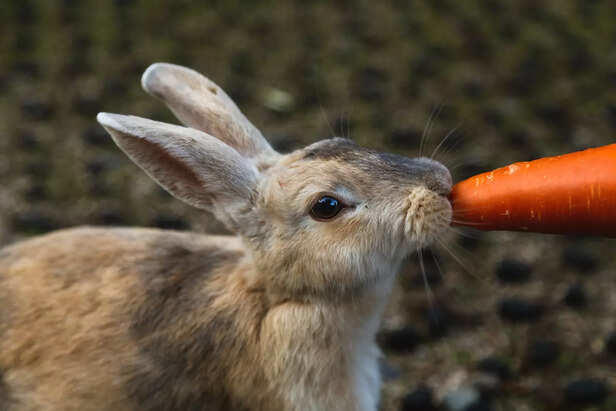 Thinking of a pet rabbit? Here’s how to care for their space, diet and ...