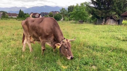 Observa a Veronika, la vaca marrón, tomar un rastrillo para rascarse ...