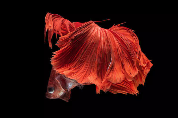 Why Betta Fish Is The Most Intelligent Aquarium Fish