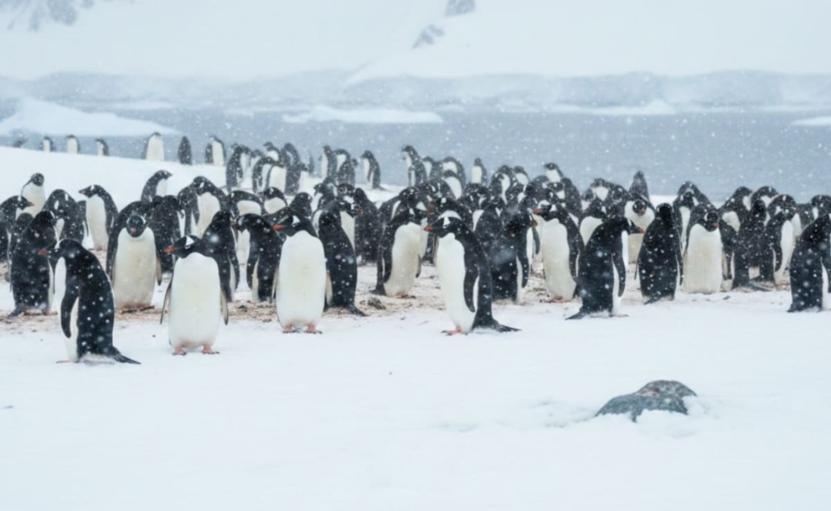 Penguins are breeding earlier than usual, courtesy warming Antarctica